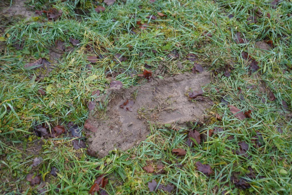 Eine grosse beschädigte Stelle im Gras.